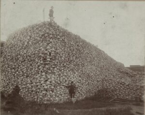 This mountain of bison bones were being prepared for processing at one of America's largest nineteenth century factories in Detroit, Michigan.
