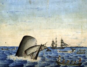 Whalers were aware of the social worlds created by their prey, especially sperm whales. This painting depicts a mother trying to protect her mortally wounded child.